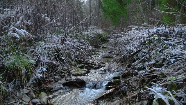 Small Alpine stream flowing in the woods. Dry winter season without snow. Branches covered with white frost. Static shot, real time, wide angle
