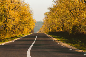 Fototapeta premium Beautiful road in the beautiful trees. A country road in the fall. Autumn in the park. Empty race track.