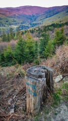 garbage bin in the forest