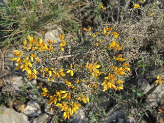 Plant (Stauracanthus genistoides)