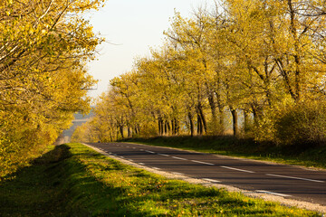 Beautiful road in the beautiful trees. A country road in the fall. Autumn in the park. Empty race track.