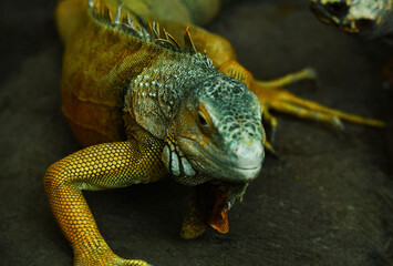 The chameleon prepared to attack his victim