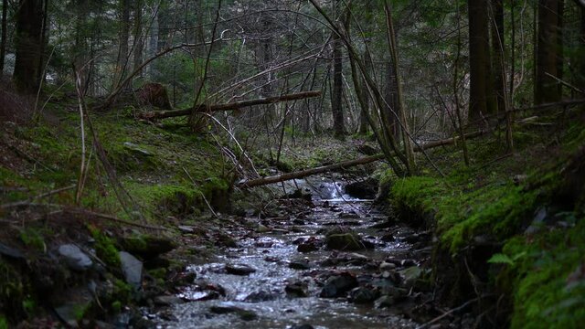 Small Alpine stream flowing in the woods. Dry winter season without snow. Green moss covering forest floor. Static shot, real time, wide angle