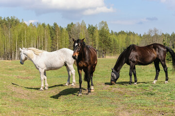 Three horses graze in the meadow on bright sunny day