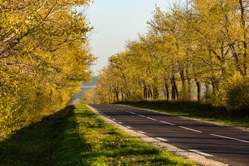 Beautiful road in the beautiful trees. A country road in the fall. Autumn in the park. Empty race track.