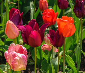 Fototapeta premium Bright pink and red tulips on a flower bed in spring.