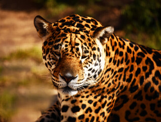 Fototapeta na wymiar The king of the jungle jaguar prepared to attack his prey