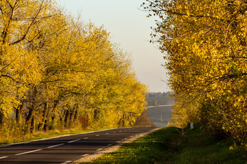 Fototapeta premium Beautiful road in the beautiful trees. A country road in the fall. Autumn in the park. Empty race track.