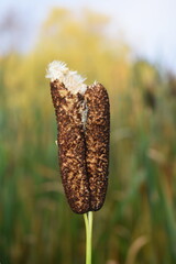 Broadleaf cattail Typha latifolia letting out fluffy seed