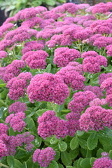 Big group of Pink Mongolian Stonecrop Sedum ewersii flowering