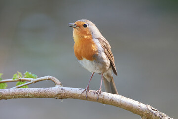 Rotkehlchen (Erithacus rubecula)