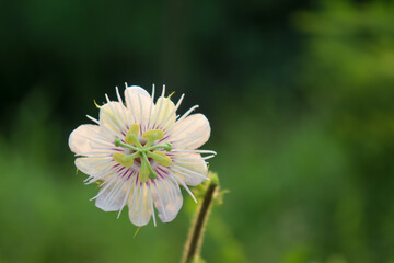 Passiflora foetida are blooming so fresh