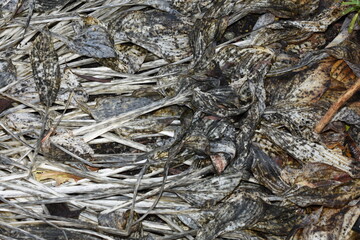 Withered hosta plant leaves rotting on the ground in autumn
