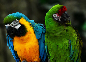 Two parrots blue and green flaunt on a branch