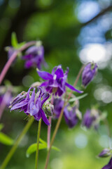 Obraz premium European columbine (Aquilegia vulgaris) blooming in a garden, seen upwards