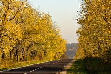 Beautiful road in the beautiful trees. A country road in the fall. Autumn in the park. Empty race track.