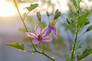 Solanum trilobatum flower are blooming in the forest