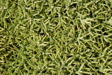 Gorse (Ulex erinaceus)