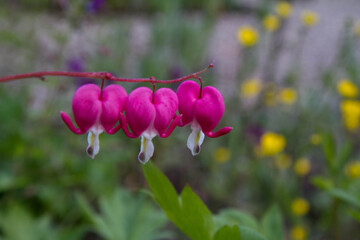 The bleeding heart (Dicentra spectabilis) plant blooming in a garden