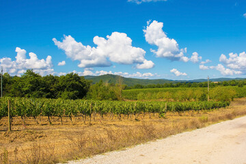 Obraz premium A vineyard in the late summer near Murlo, Siena Province, Tuscany, Italy 