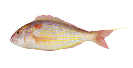 Golden threadfin bream fish isolated on white background