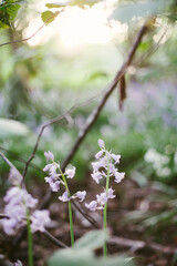 bluebells in the forest 