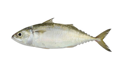 Fresh mackerel fish isolated on the white background	