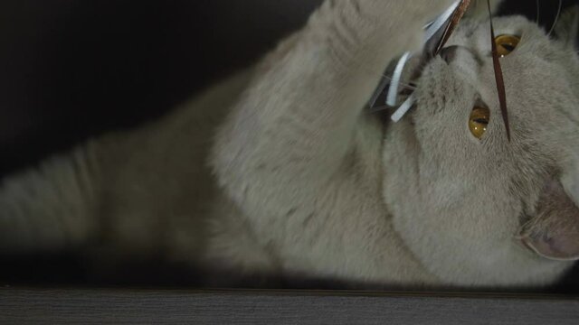 Big fluffy and playful cat playing with a toy at home. Cat playing and hunting.