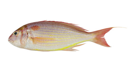 Golden threadfin bream fish isolated on white background