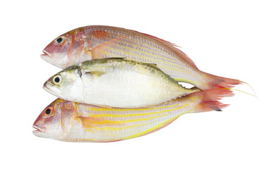 Fresh fish isolated on white background