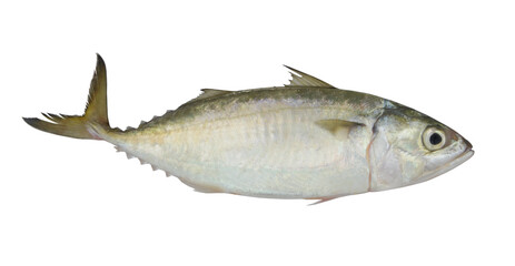 Fresh mackerel fish isolated on the white background	