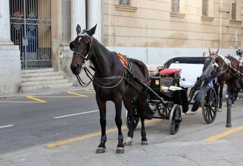 evocative image of horse with carriage for waiting tourists in the center of Palermo, Italy
