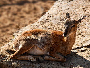 A little goat lies and warms itself on hot stones
