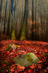 Jesienią W Pięknym Bukowym Lesie © Wojciech Lisiński