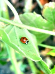 Ladybug on the green leaves in natural background in macro