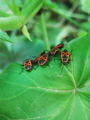 Red and black beetles-soldiers on the green plant in outdoor. Smart bug-soldies