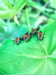 Bright bug-soldies on the green plant in outdoor. Beetles-soldiers in macro