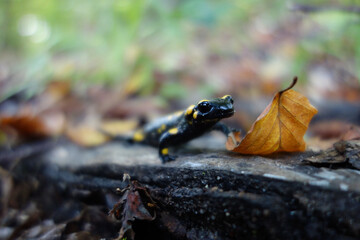 Spotted salamander resting in the forest