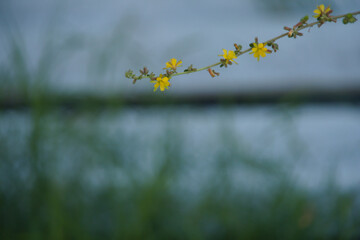 yellow, flowers, nature, garden, plant, green, blossom, macro