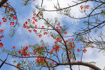 Delonix regia red flower are blooming