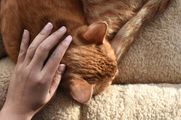 Ginger cat sleeping in cat bed and woman hand petting on it. 