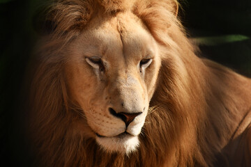 The sun has warmed the lion king of beasts and he is resting