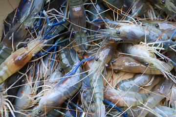 Catch fresh shrimp from the farm