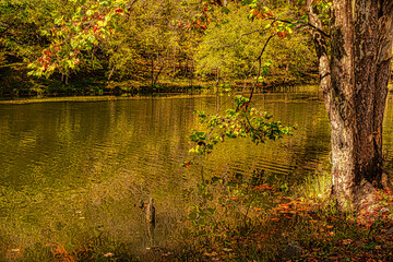 Fototapeta premium autumn landscape with lake
