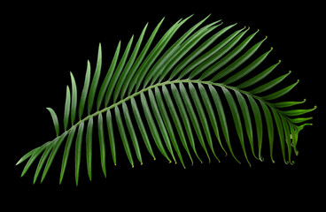palm leaf on a black background