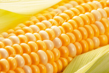 close up of corn ear
