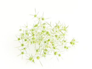 Eryngium campestre on white