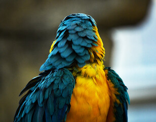 Handsome yellow-blue parrot found a girlfriend