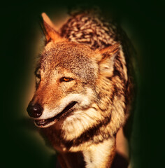 The cunning and seasoned leader of a pack of wolves invented a trap for his sacrifice