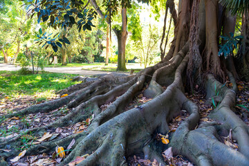 cactus and exotic plants in Botanical garden in Cagliari